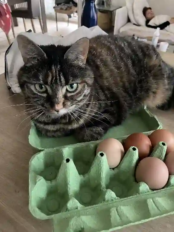 Chatte Perdue 91 Essonne - Gnoki Chatte Perdue 91 Essonne - Gnoki