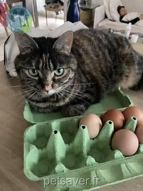 Chatte Perdue 91 Essonne - Gnoki Chatte Perdue 91 Essonne - Gnoki