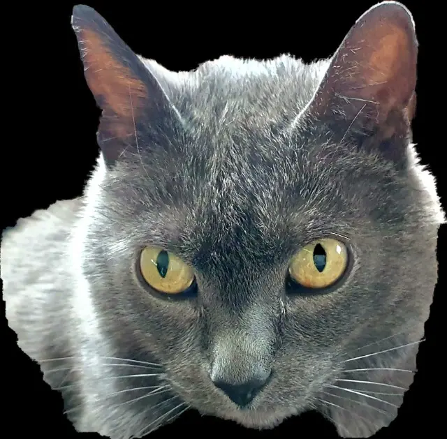 chatte lost   91600 Savigny-sur-Orge Griotte