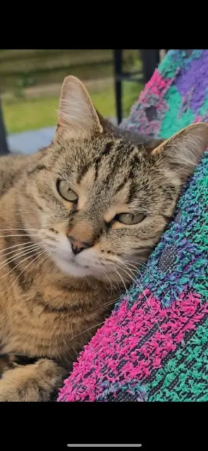 chatte lost   91160 Saulx-les-Chartreux Havana