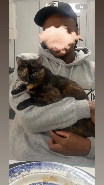 chatte lost   91210 Draveil Heidi