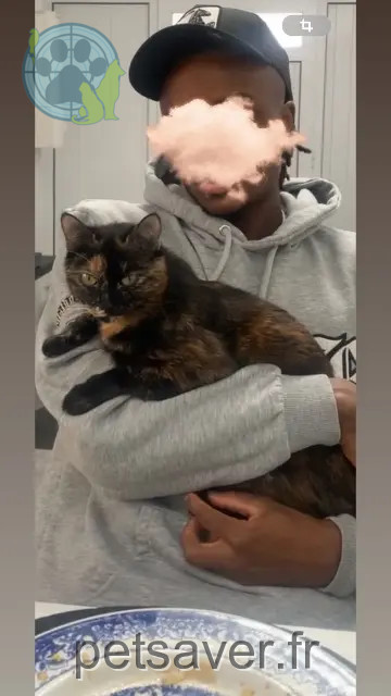 cat lost 91210 Draveil Heidi cat lost 91210 Draveil Heidi