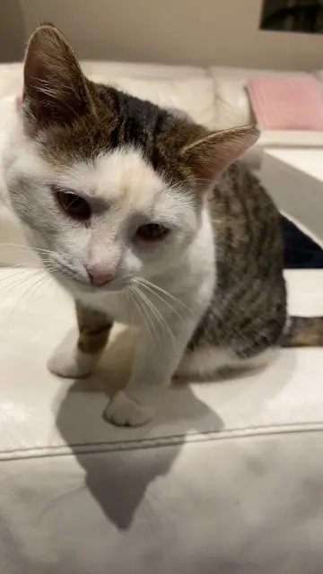 chatte lost   91230 Montgeron Honey
