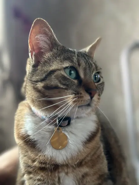 chatte lost   91390 Morsang-sur-Orge Isis