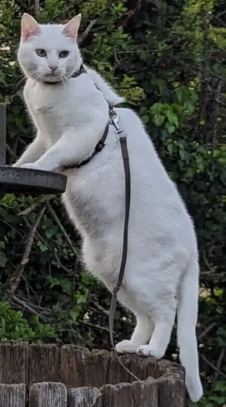 Chatte Perdue 91 Essonne - Isis Chatte Perdue 91 Essonne - Isis