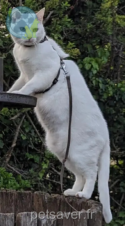 Chatte Perdue 91 Essonne - Isis Chatte Perdue 91 Essonne - Isis