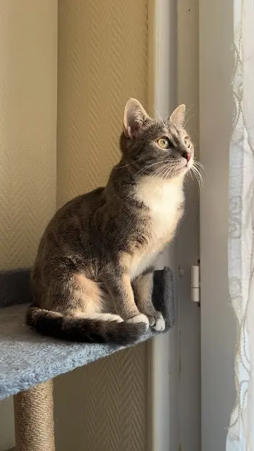 chatte lost   91150 Étampes Jaya