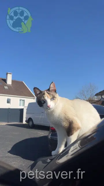 gatta lost   91790 Boissy-sous-Saint-Yon Kiara