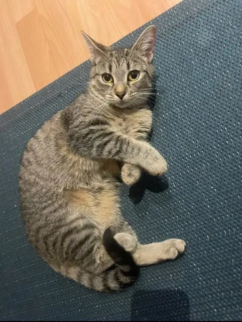 cat lost 91090 Lisses Kira cat lost 91090 Lisses Kira