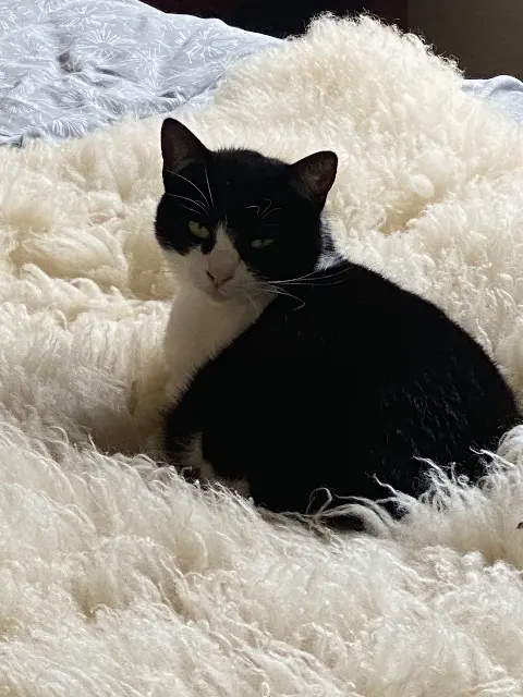 chatte lost   91800 Boussy-Saint-Antoine Kyo