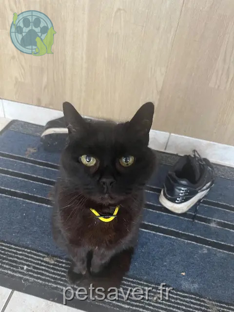 chatte perdue 91310 Montlhéry Lady chatte lost 91310 Montlhéry Lady
