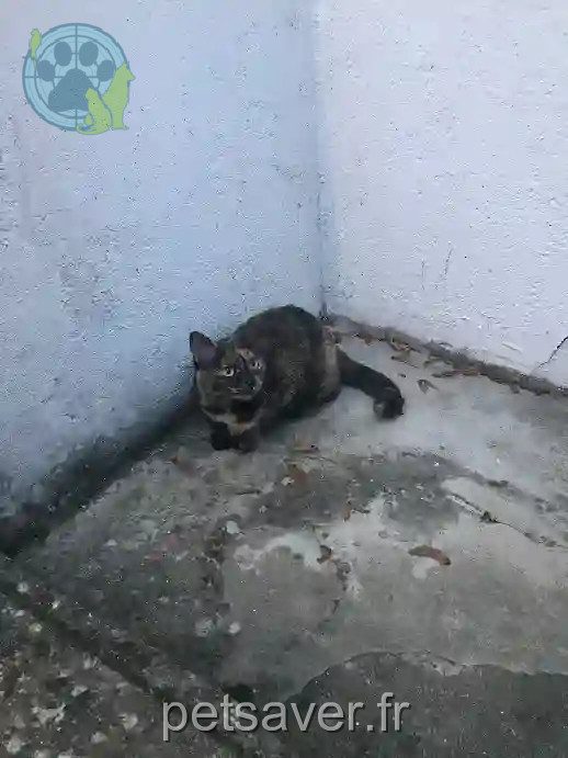 Chatte Perdue 91 Essonne Le Mérévillois - Séraphine Chatte Perdue 91 Essonne Le Mérévillois - Séraphine