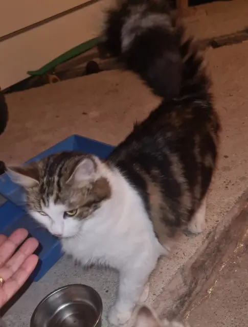 chatte lost   91600 Savigny-sur-Orge Lila