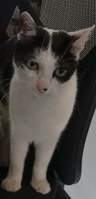 chatte lost   91700 Sainte-Geneviève-des-Bois Liloo