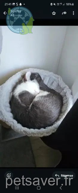 cat lost 91200 Athis-Mons Lilou cat lost 91200 Athis-Mons Lilou