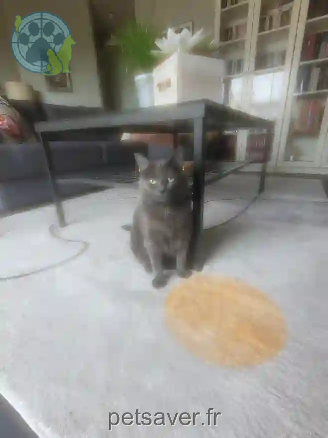 Chatte Perdue 91 Essonne - Lise-repond-à-choupi-,-bébé Chatte Perdue 91 Essonne - Lise-repond-à-choupi-,-bébé