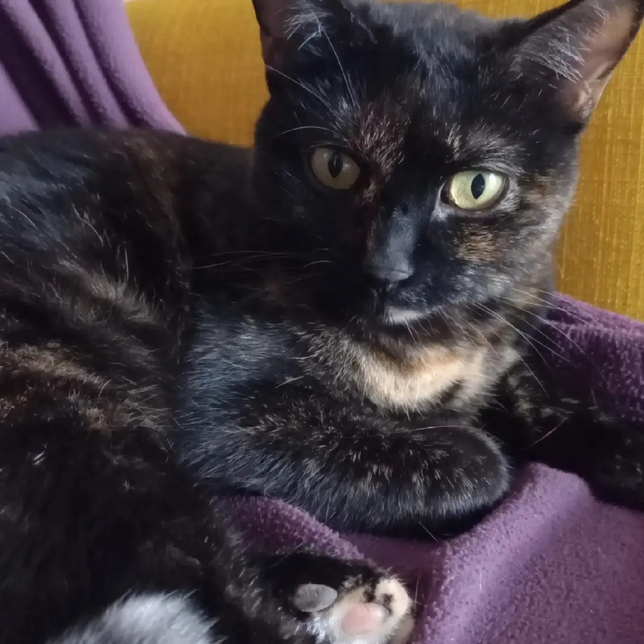 Chatte Perdue 91 Essonne - Loon Chatte Perdue 91 Essonne - Loon