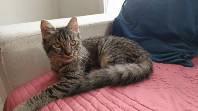 chatte lost   91220 Brétigny-sur-Orge Luna