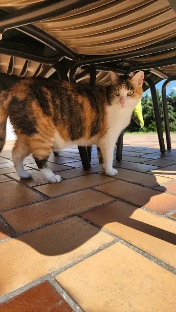 chatte lost   91310 Montlhéry Macata