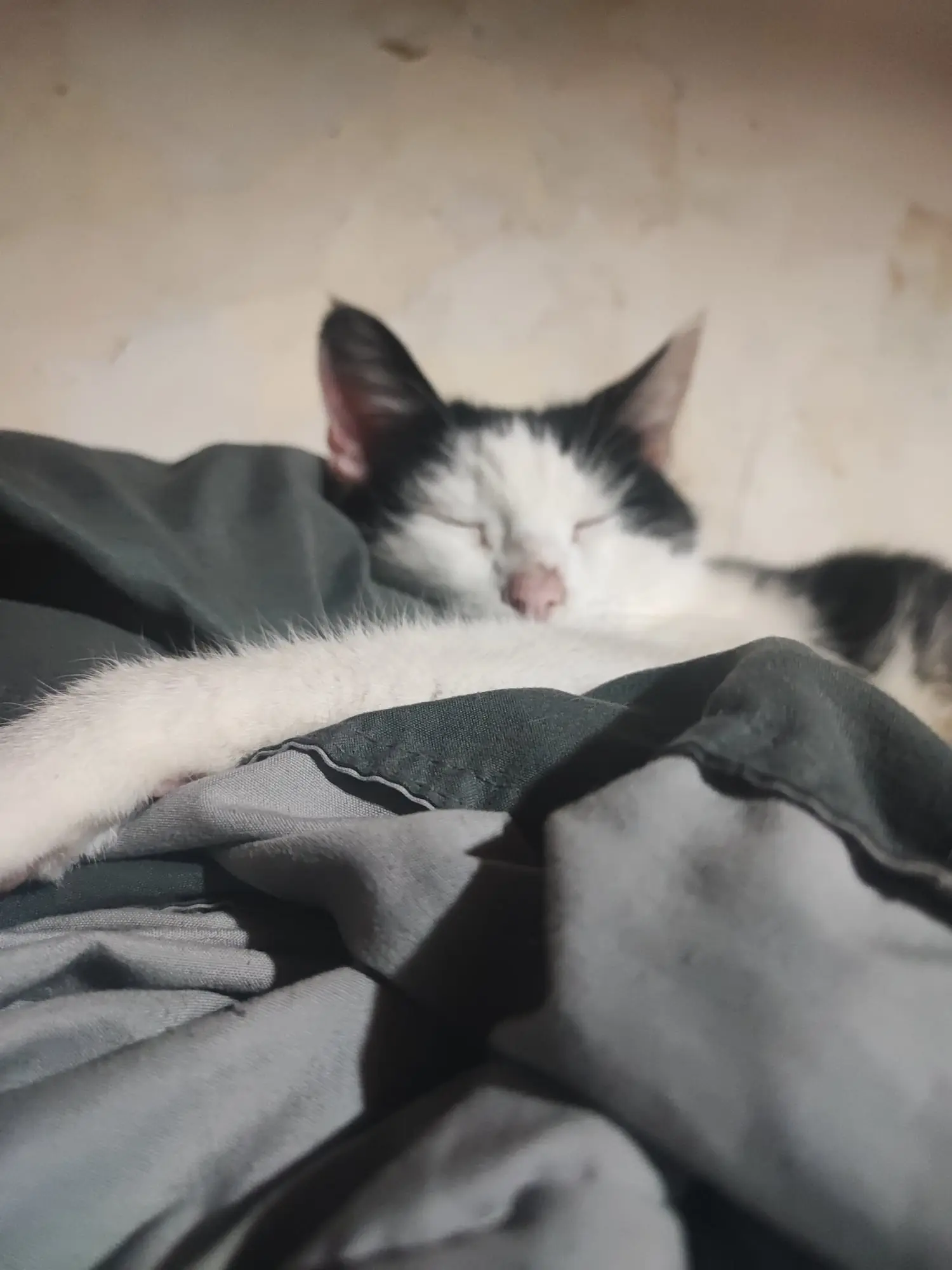 Chatte Perdue 91 Essonne - Maika Chatte Perdue 91 Essonne - Maika