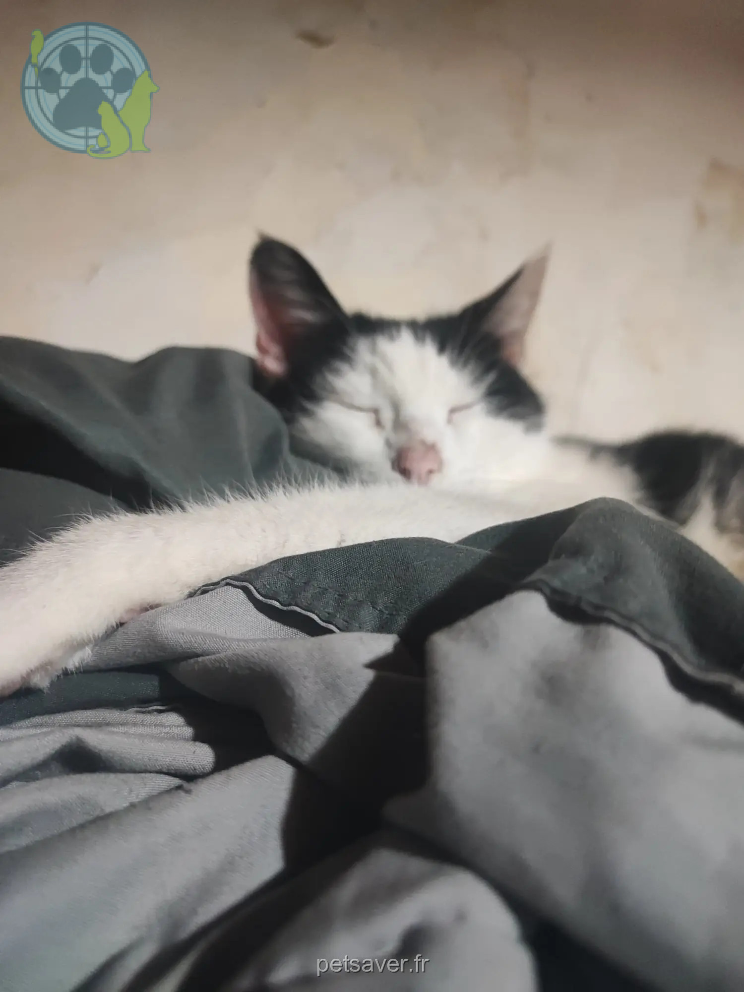 Chatte Perdue 91 Essonne - Maika Chatte Perdue 91 Essonne - Maika