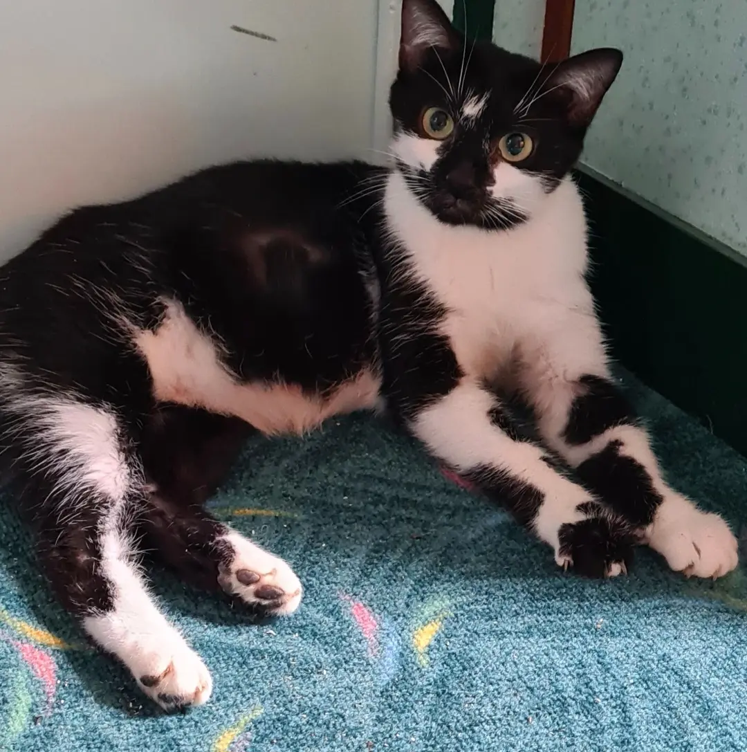 Chatte Perdue 91 Essonne - Mari-time-surnon-mimi Chatte Perdue 91 Essonne - Mari-time-surnon-mimi