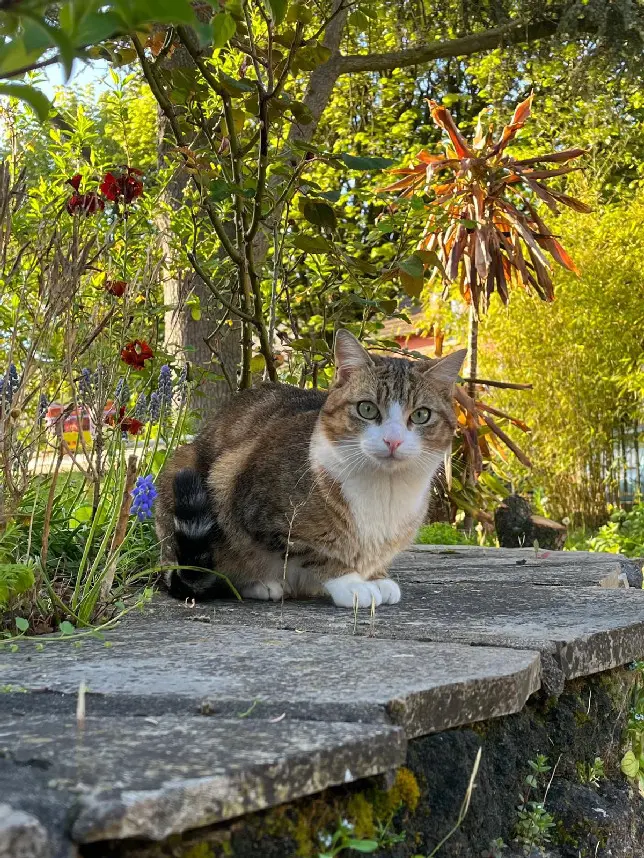 Chatte Perdue 91 Essonne - Mia Chatte Perdue 91 Essonne - Mia