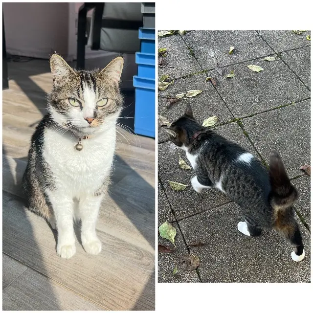 chatte lost   91100 Corbeil-Essonnes Mia