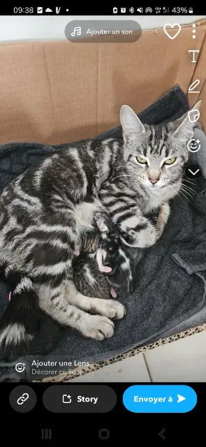 chatte lost   91940 Les Ulis Miaouss