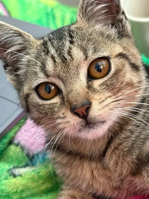 chatte lost   91310 Linas Milu