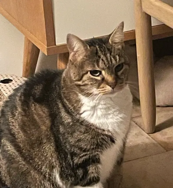 chatte lost   91540 Mennecy Mimine