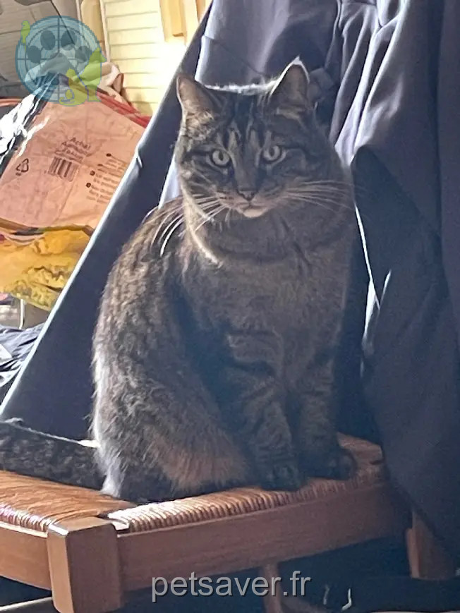 Chatte Perdue 91 Essonne - Mimine Chatte Perdue 91 Essonne - Mimine