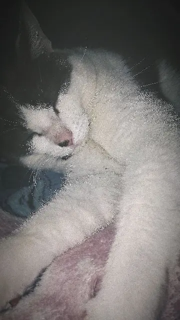 chatte lost   91760 Itteville Mimine