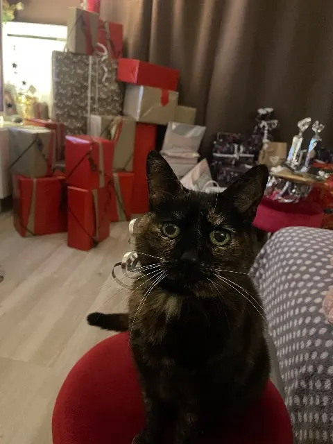 gata perdida 91220 Brétigny-sur-Orge Minette gata lost 91220 Brétigny-sur-Orge Minette