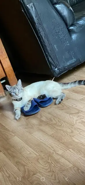 chatte lost   91170 Viry-Châtillon Minou