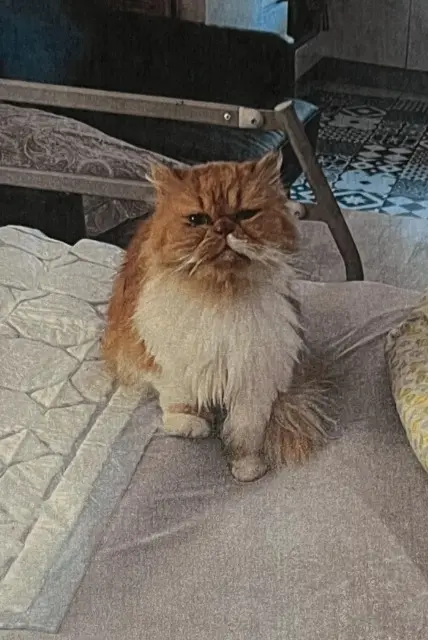 chatte lost   91310 Linas Misty