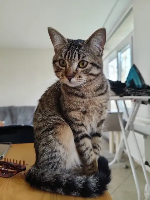chatte lost   91220 Brétigny-sur-Orge Misu