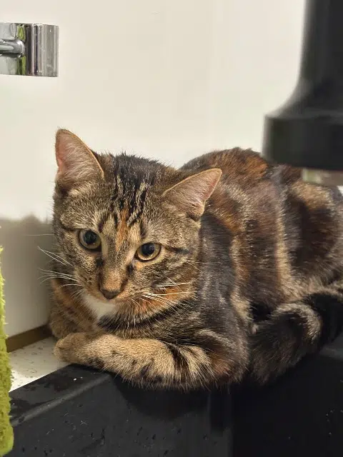 chatte lost   91100 Corbeil-Essonnes Moka