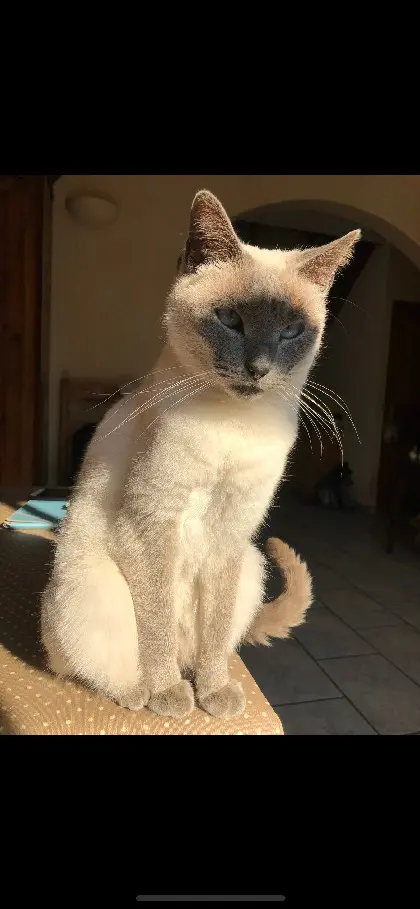 Chatte Perdue 91 Essonne - Moonlight Chatte Perdue 91 Essonne - Moonlight