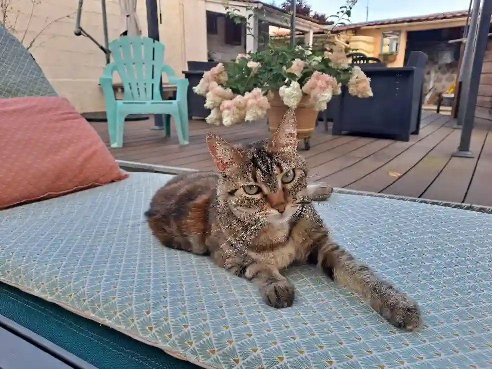 Chatte Perdue 91 Essonne - Moony Chatte Perdue 91 Essonne - Moony