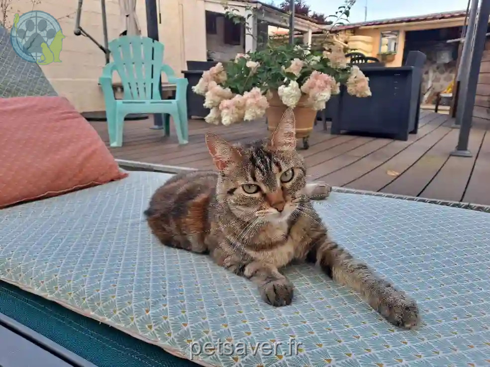 Chatte Perdue 91 Essonne - Moony Chatte Perdue 91 Essonne - Moony