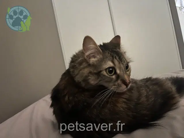 chatte lost   91070 Bondoufle Mouizza