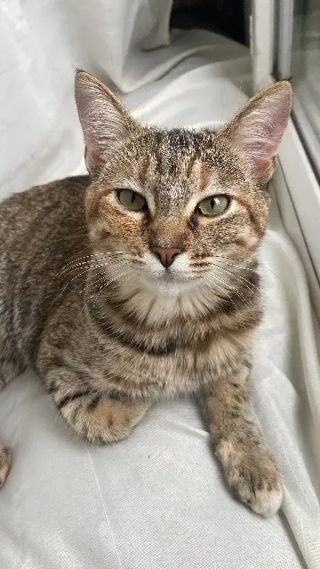 chatte lost    Évry-Courcouronnes Moussiné