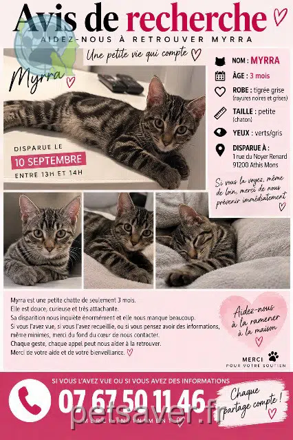 chatte lost 91200 Athis-Mons Myrra