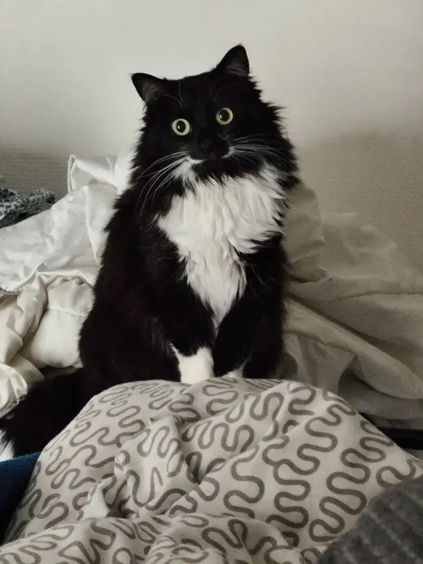 Chatte Perdue 91 Essonne Chatte Perdue 91 Essonne
