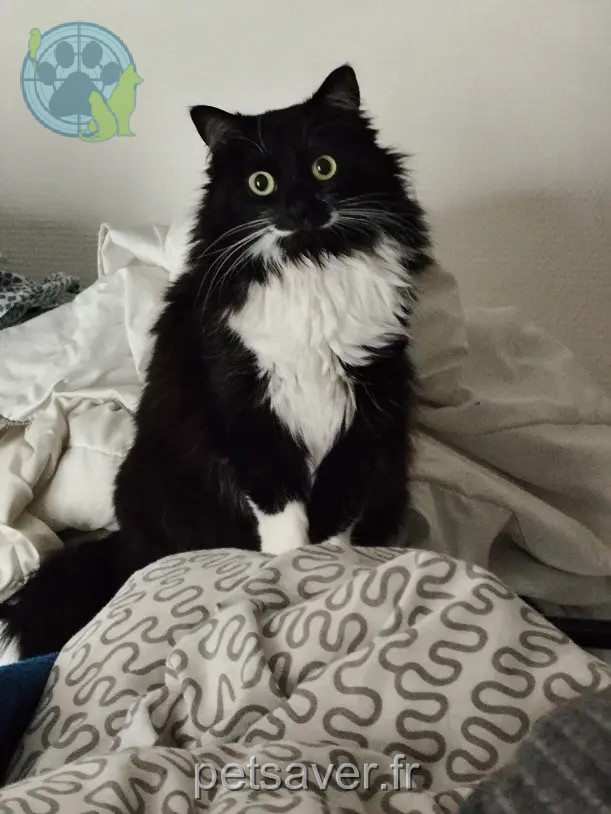 Chatte Perdue 91 Essonne Chatte Perdue 91 Essonne