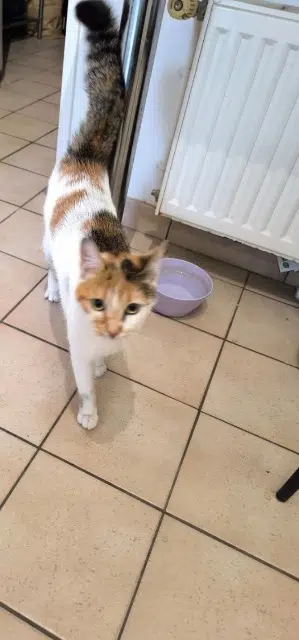 chatte lost   91070 Bondoufle Nala