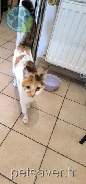 kat vermist 91070 Bondoufle Nala kat lost 91070 Bondoufle Nala