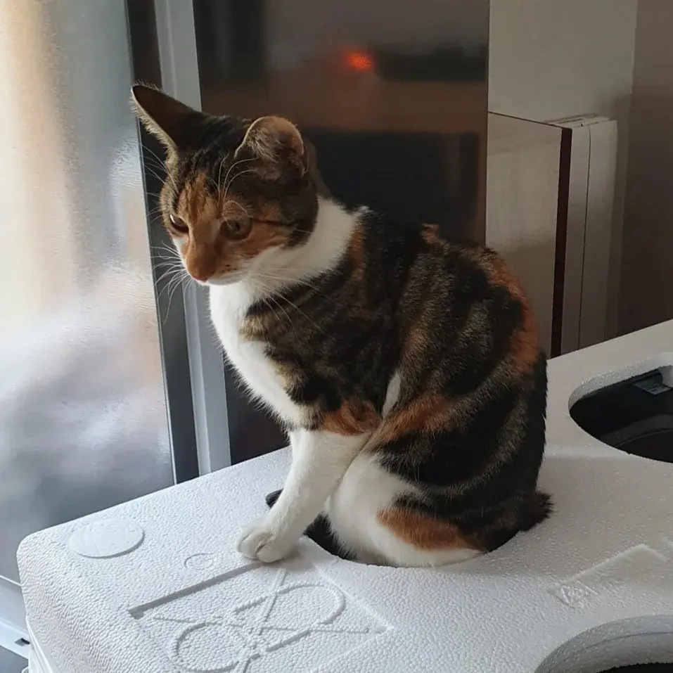 Chatte Perdue 91 Essonne - Nala Chatte Perdue 91 Essonne - Nala