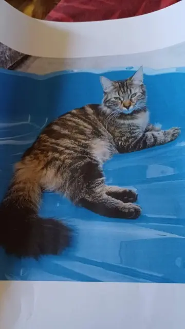 chatte lost   91100 Corbeil-Essonnes Nala